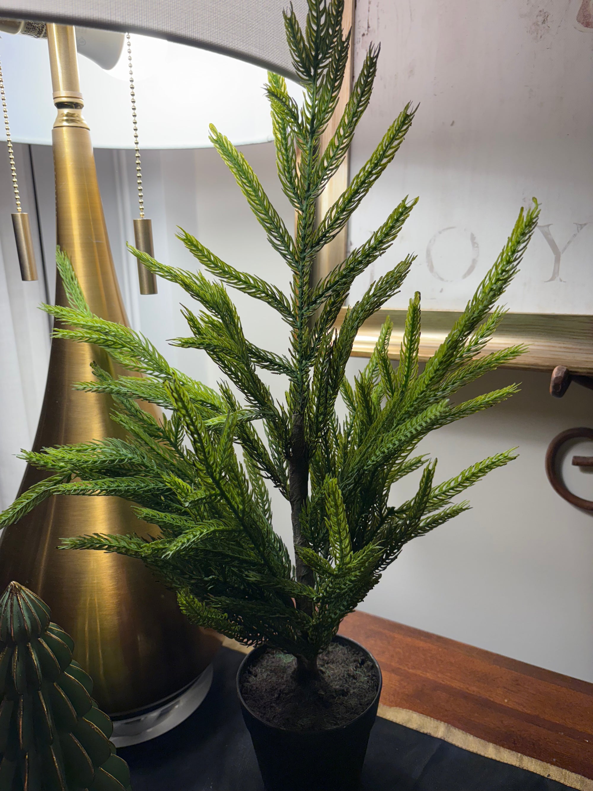 Potted Fresh Touch Norfolk Pine