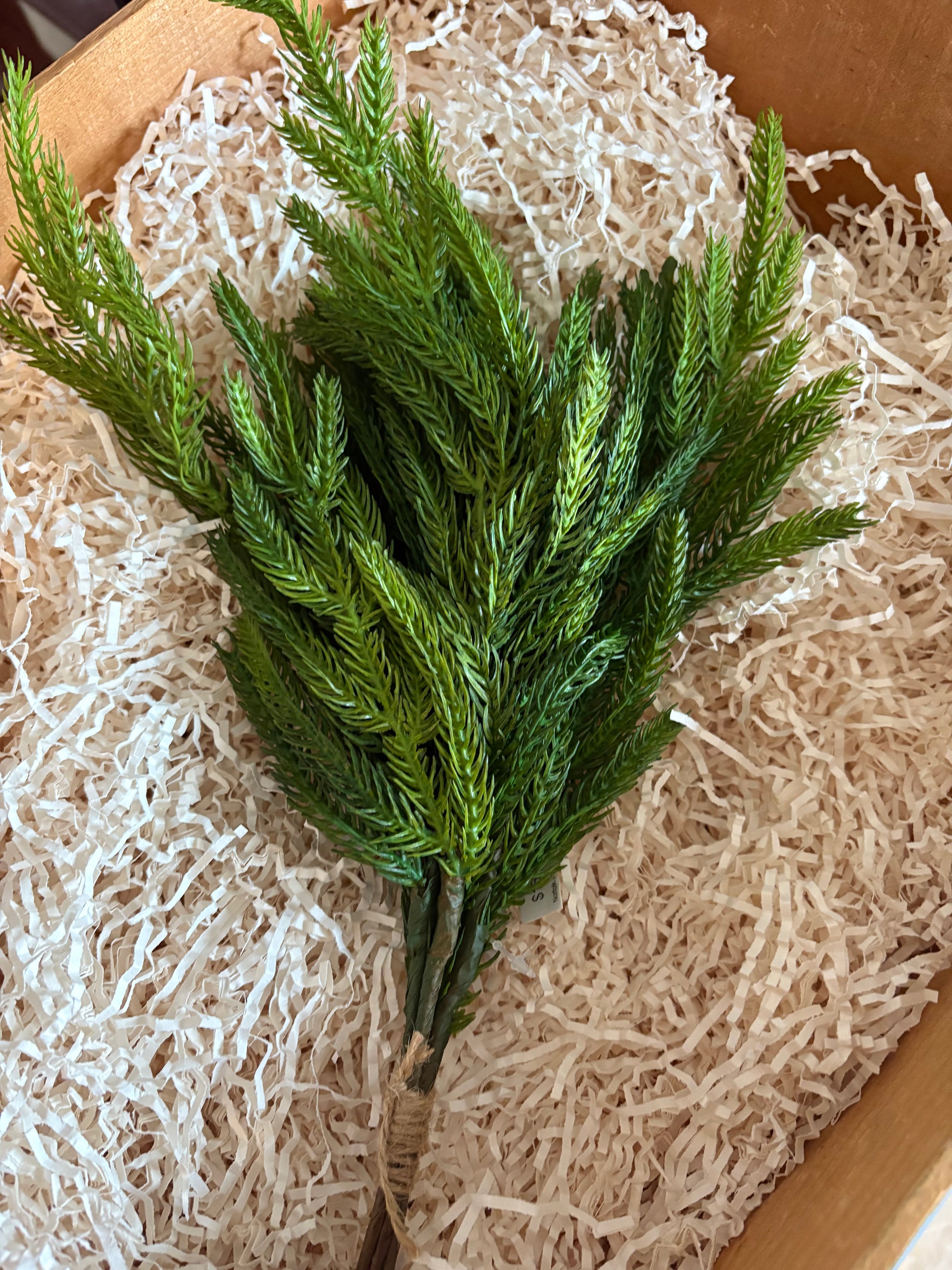 12" Fresh Touch Norfolk Pine Pick Bundle