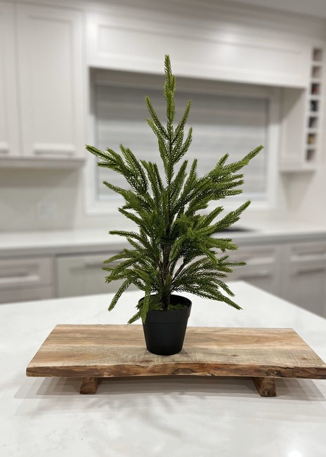 Potted Fresh Touch Norfolk Pine