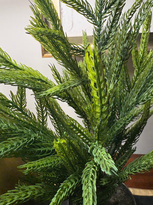 Potted Fresh Touch Norfolk Pine