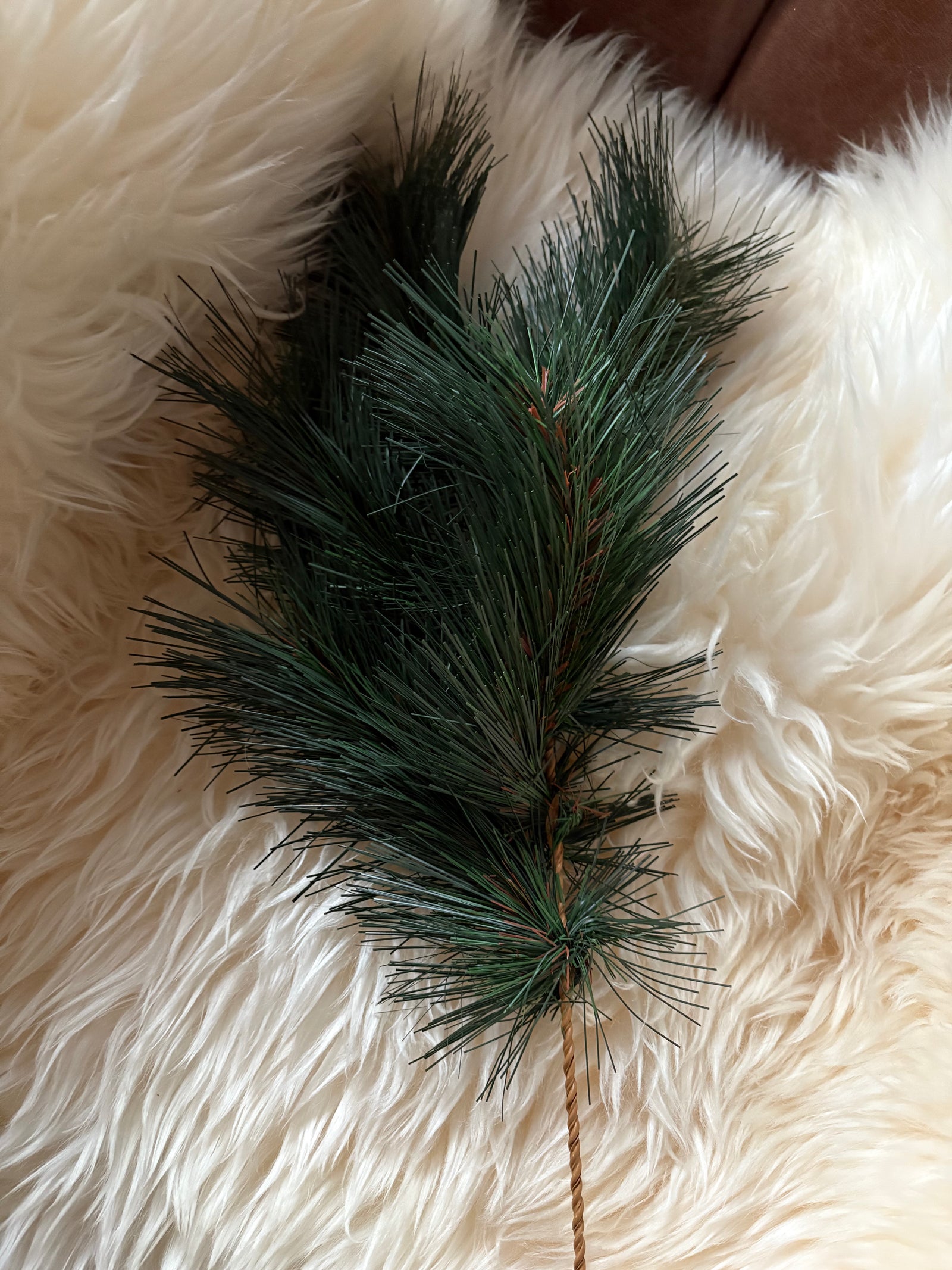 Australian Pine Evergreen Spray