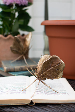 Bronze Conservatory Butterflies