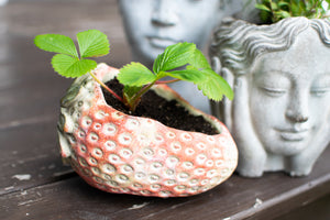 Strawberry Fields Planter