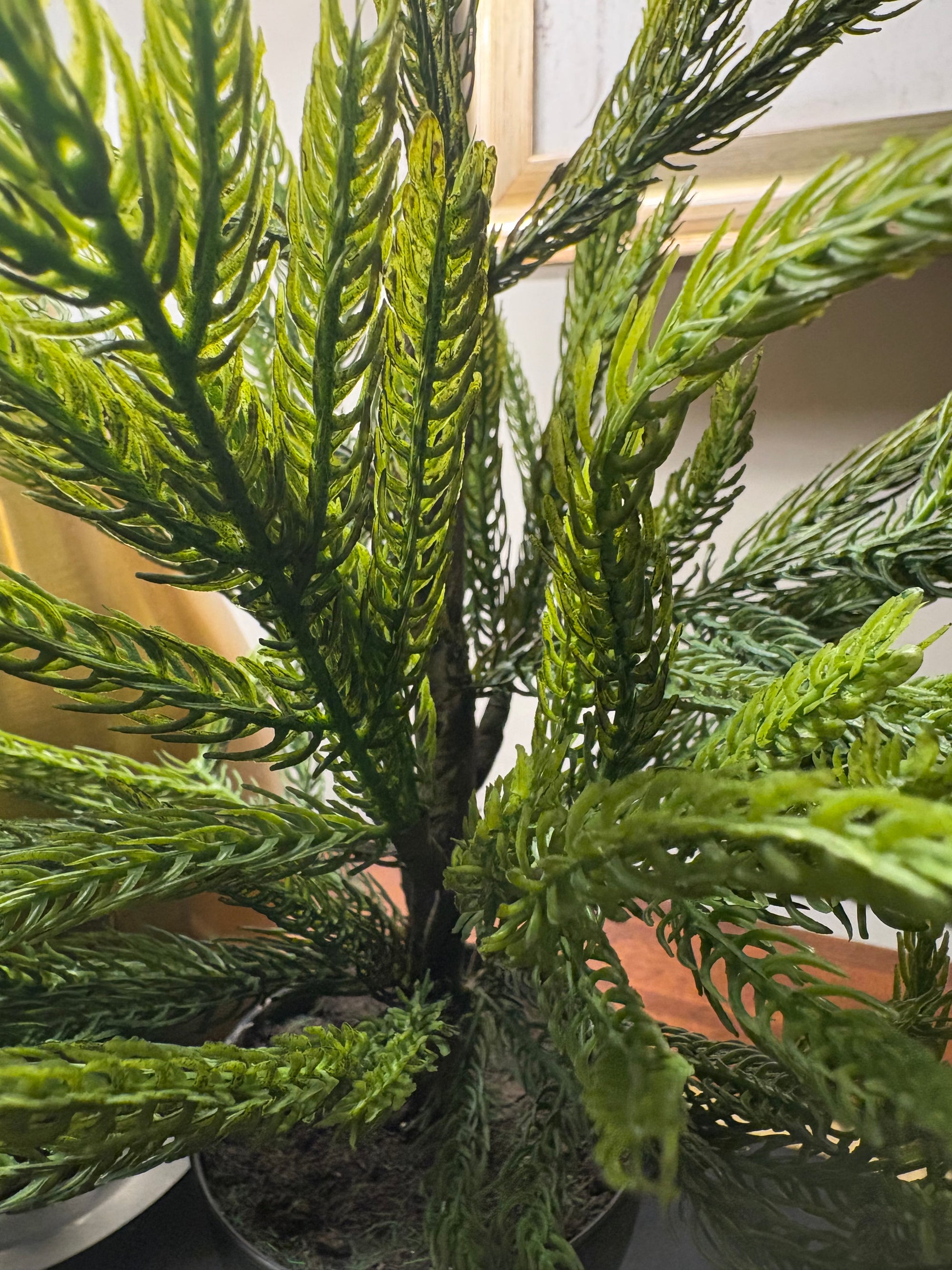 Potted Fresh Touch Norfolk Pine