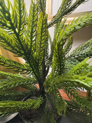 Potted Fresh Touch Norfolk Pine