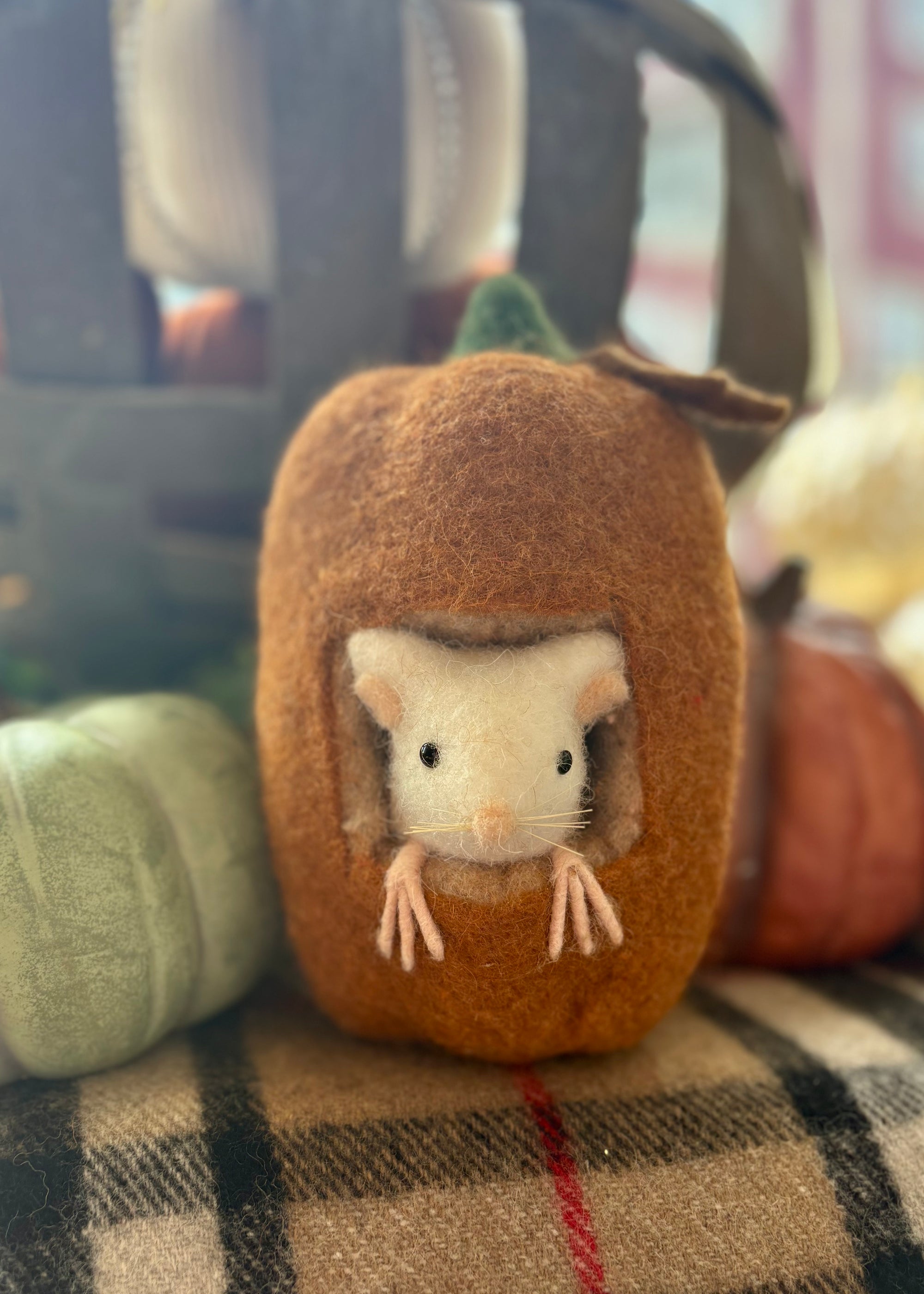 Mouse in Pumpkin