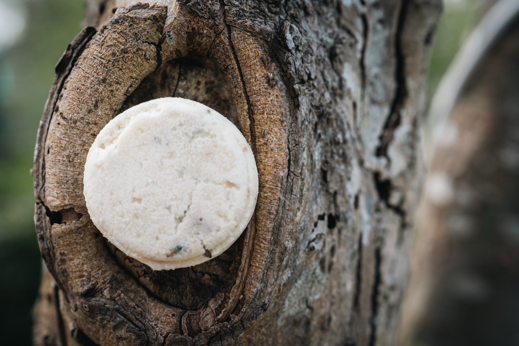 Wild Mint + Lavender - Sea Salt & Twig Shower Melt