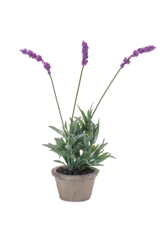 Dainty Potted Lavender