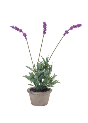 Dainty Potted Lavender