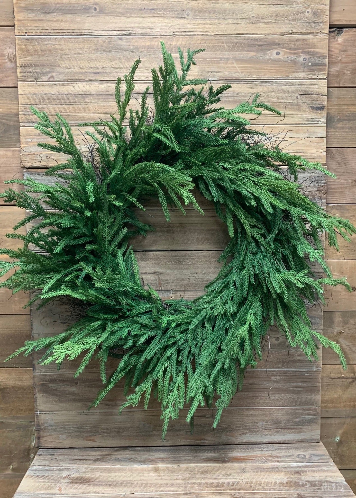 24" Fresh Touch Norfolk Pine Wreath