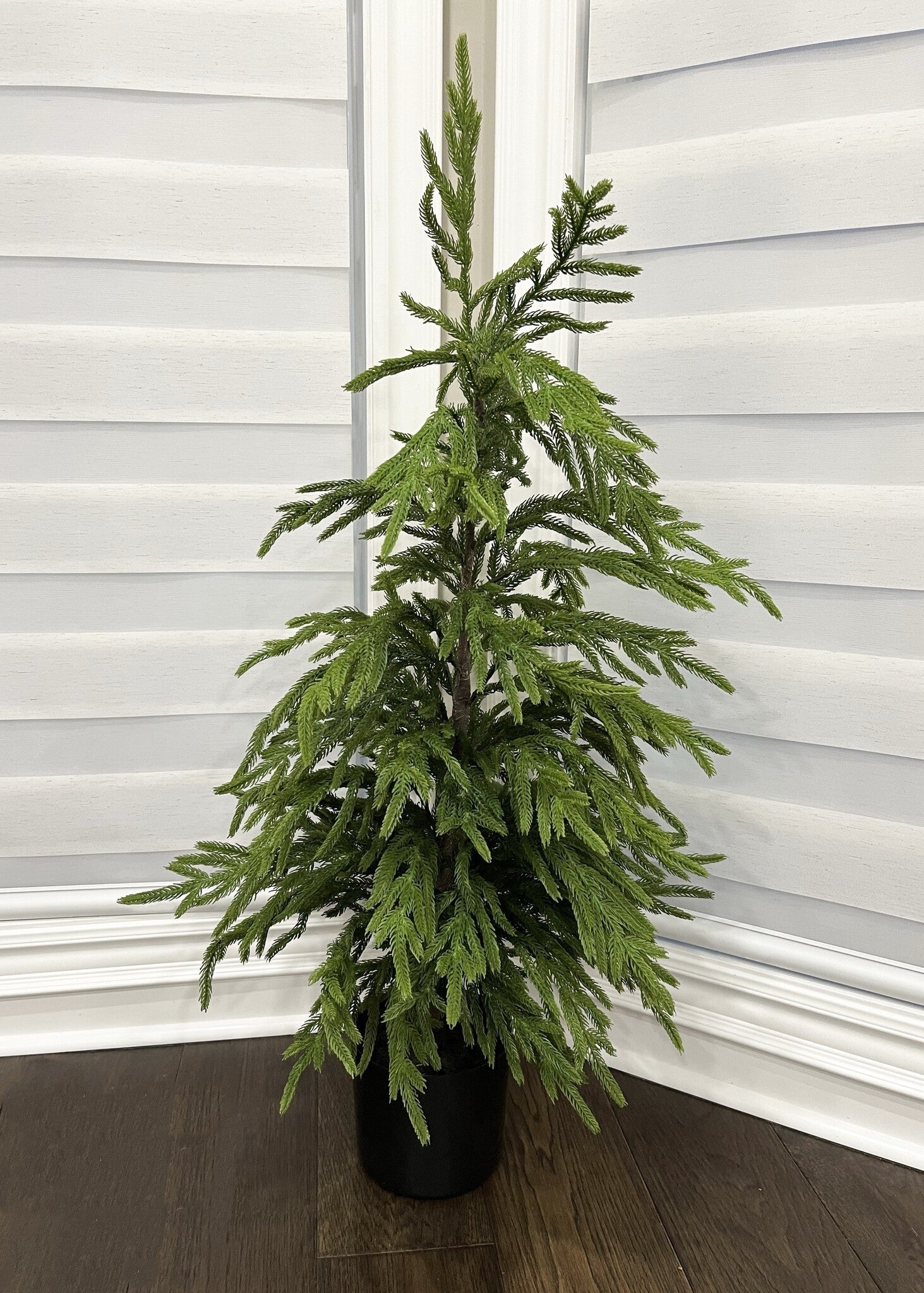 Norfolk Pine Potted Tree