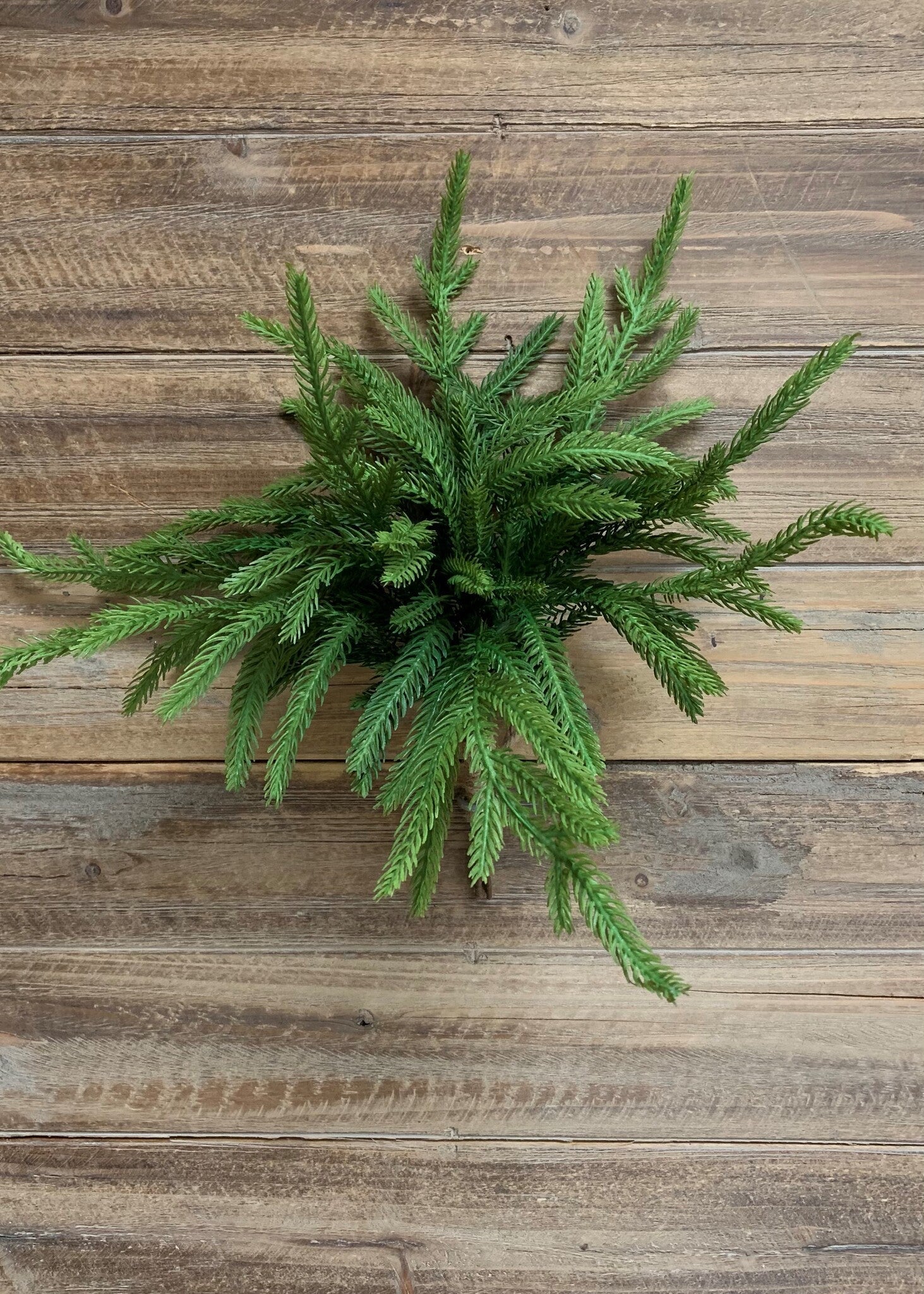 12" Fresh Touch Norfolk Pine Pick Bundle