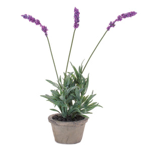 Dainty Potted Lavender