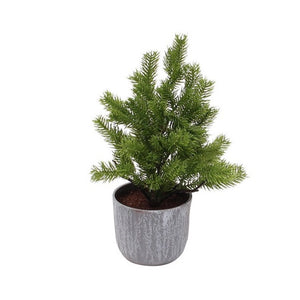 Potted Woodland Fir