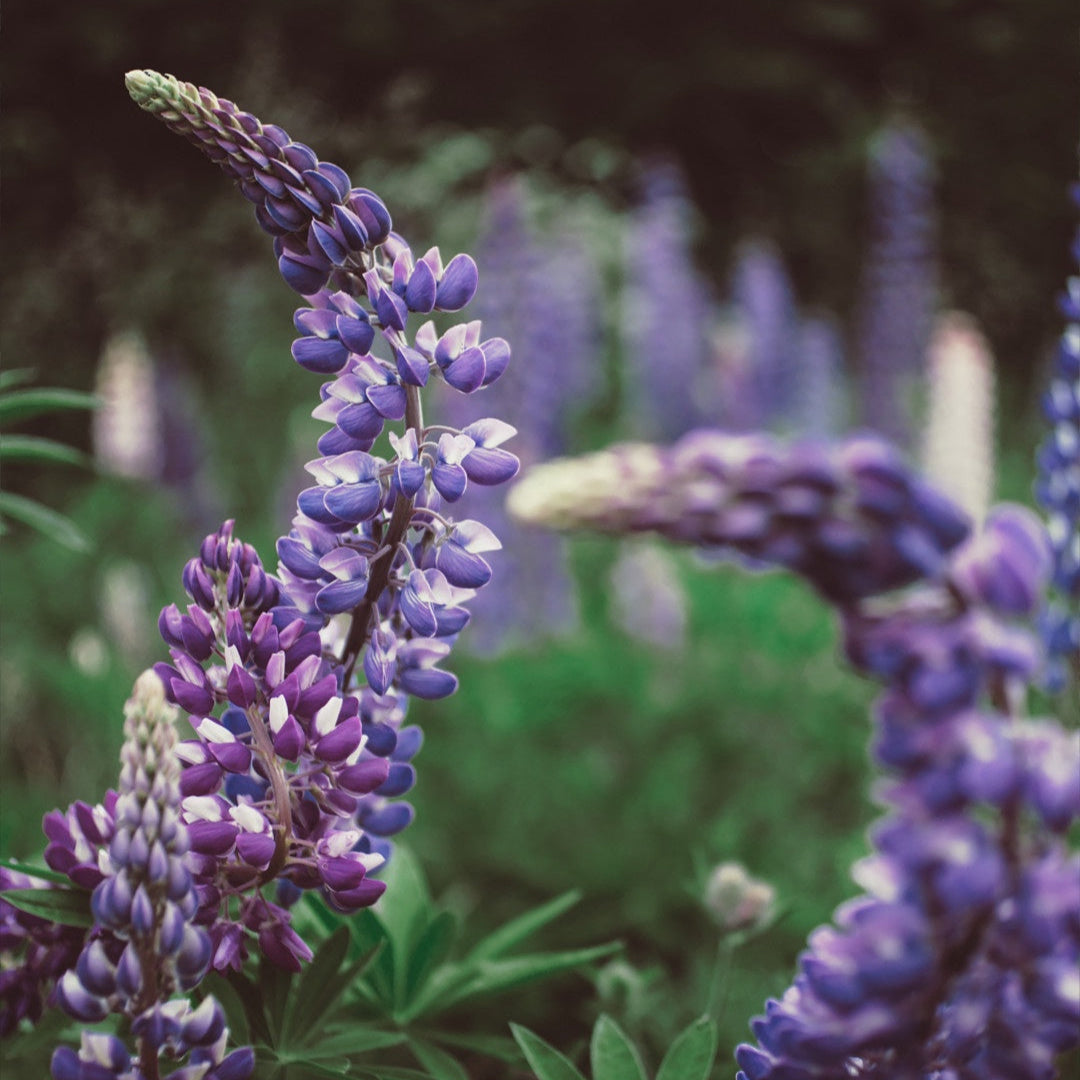 'Wolfish' - 8x10" Print