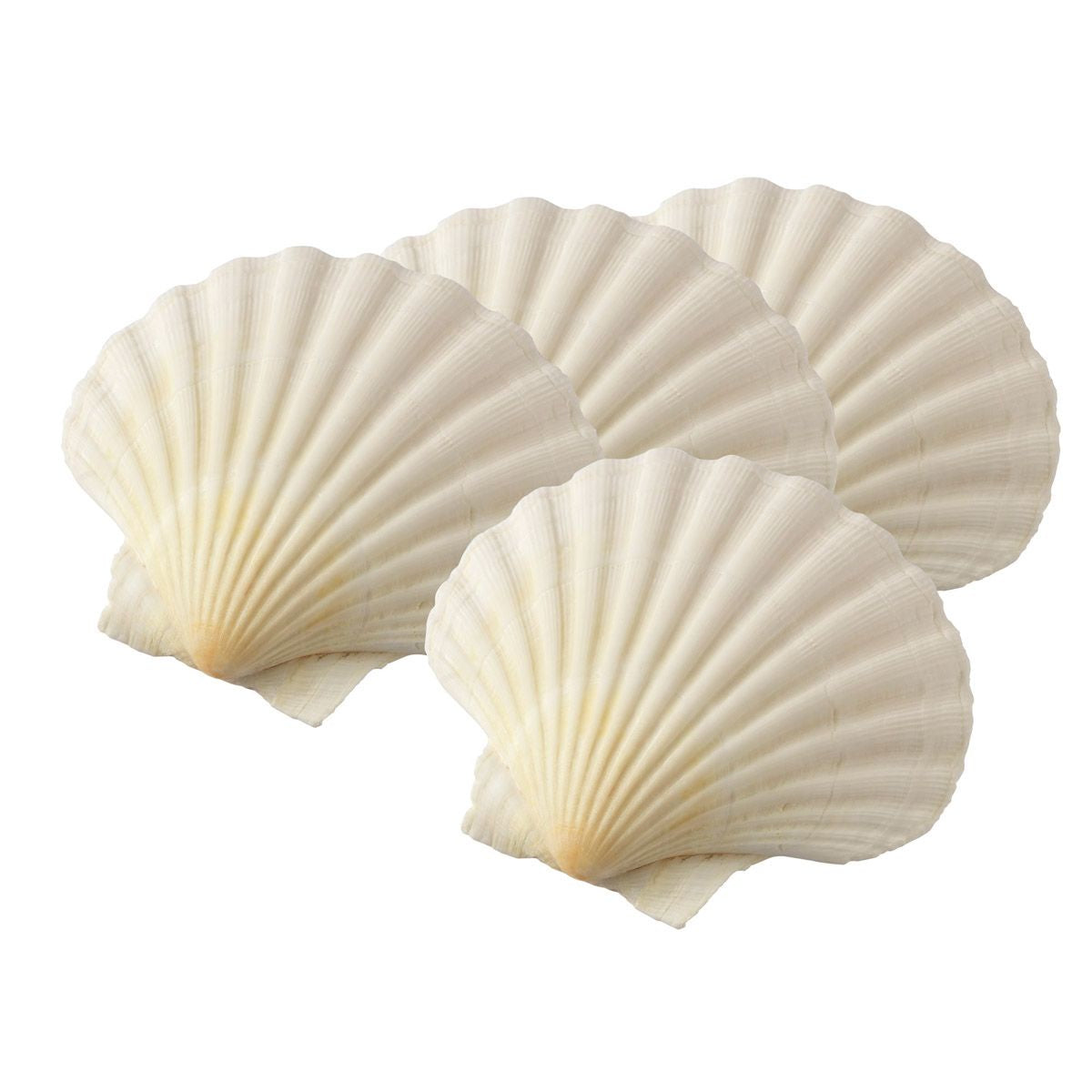 Clam Baking Shells